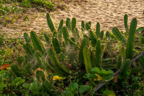 Trancoso