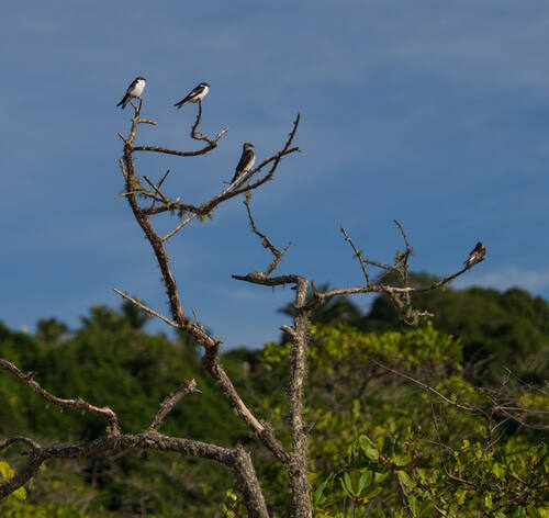 Trancoso