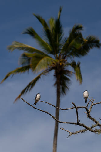 Trancoso