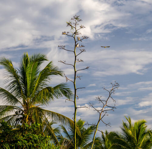 Trancoso