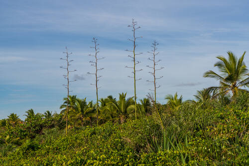 Trancoso