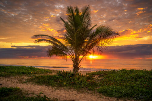 Palms, mangroves and coastline around Trancoso — photograph by Lawrence Leyderman