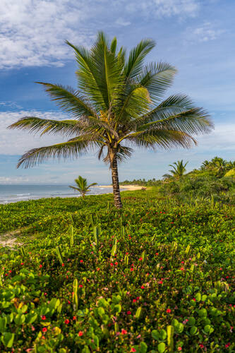 Palms, mangroves and coastline around Trancoso — photograph by Lawrence Leyderman