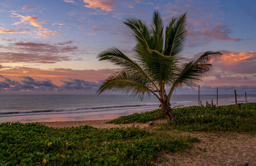 Palms, mangroves and coastline around Trancoso — photograph by Lawrence Leyderman
