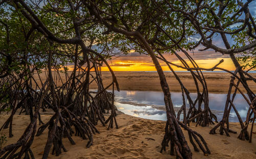 Palms, mangroves and coastline around Trancoso — photograph by Lawrence Leyderman
