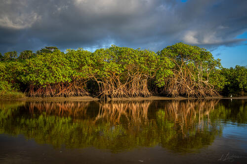 Palms, mangroves and coastline around Trancoso — photograph by Lawrence Leyderman