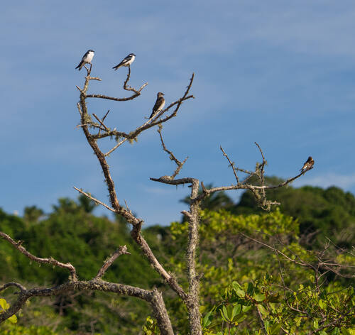 Palms, mangroves and coastline around Trancoso — photograph by Lawrence Leyderman