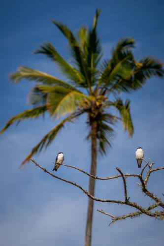 Palms, mangroves and coastline around Trancoso — photograph by Lawrence Leyderman
