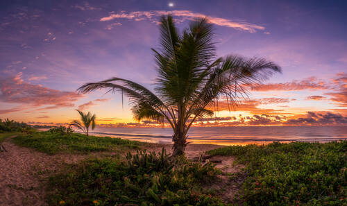 Palms, mangroves and coastline around Trancoso — photograph by Lawrence Leyderman