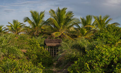 Palms, mangroves and coastline around Trancoso — photograph by Lawrence Leyderman