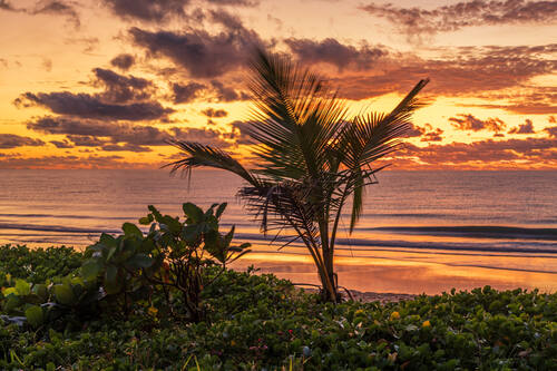 Palms, mangroves and coastline around Trancoso — photograph by Lawrence Leyderman