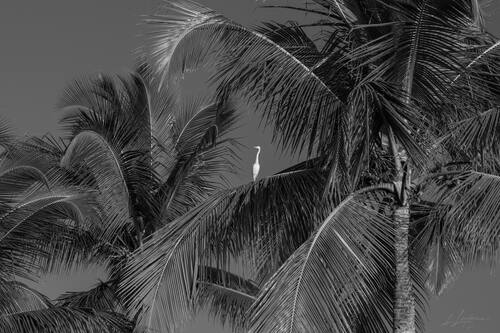 Palms, mangroves and coastline around Trancoso — photograph by Lawrence Leyderman