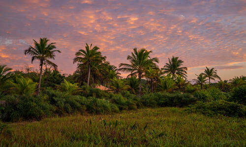 Palms, mangroves and coastline around Trancoso — photograph by Lawrence Leyderman