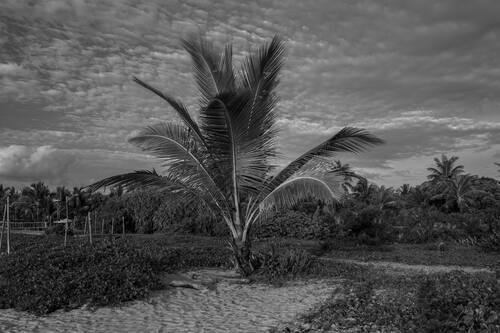 Palms, mangroves and coastline around Trancoso — photograph by Lawrence Leyderman