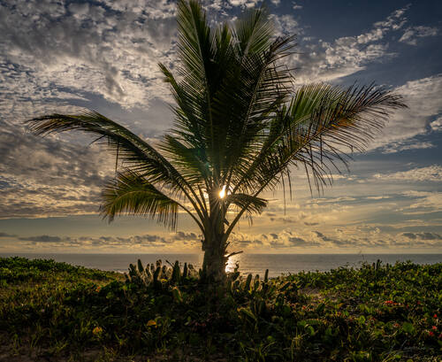 Palms, mangroves and coastline around Trancoso — photograph by Lawrence Leyderman