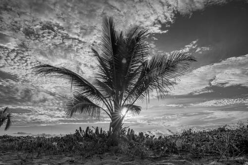 Palms, mangroves and coastline around Trancoso — photograph by Lawrence Leyderman