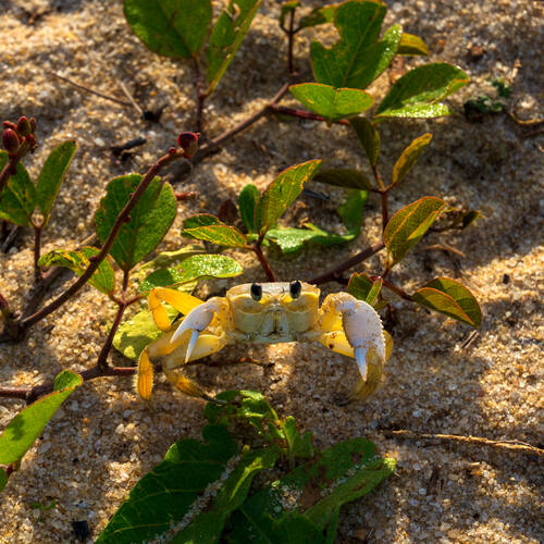 Palms, mangroves and coastline around Trancoso — photograph by Lawrence Leyderman
