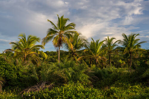 Palms, mangroves and coastline around Trancoso — photograph by Lawrence Leyderman