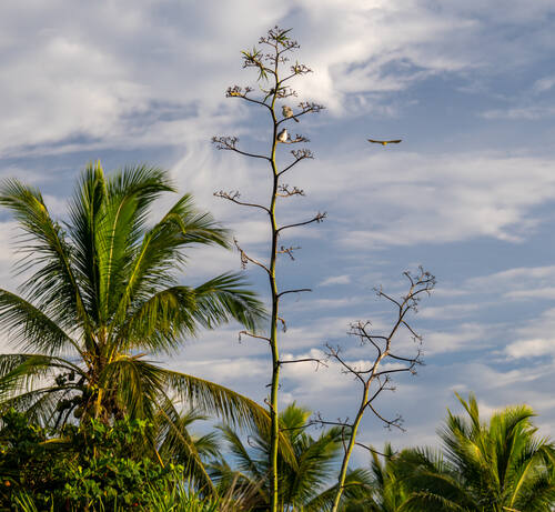 Palms, mangroves and coastline around Trancoso — photograph by Lawrence Leyderman