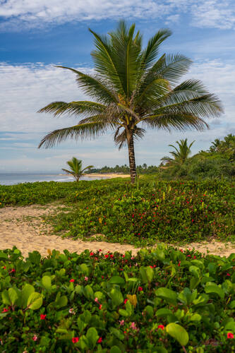 Palms, mangroves and coastline around Trancoso — photograph by Lawrence Leyderman