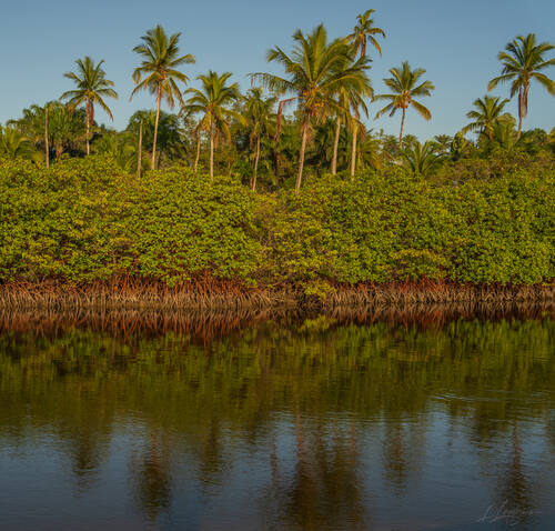 Palms, mangroves and coastline around Trancoso — photograph by Lawrence Leyderman