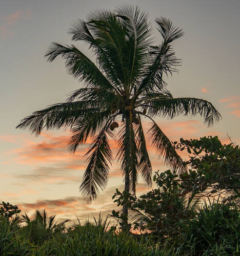 Palms, mangroves and coastline around Trancoso — photograph by Lawrence Leyderman