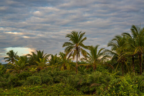 Palms, mangroves and coastline around Trancoso — photograph by Lawrence Leyderman