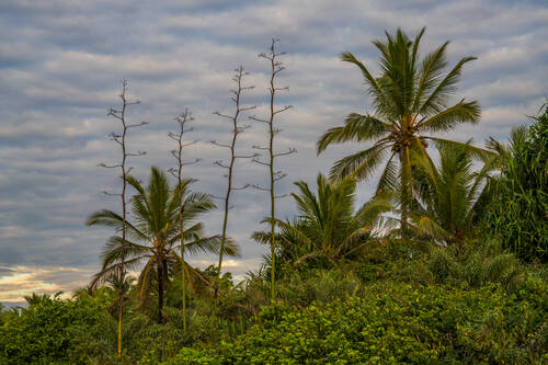 Palms, mangroves and coastline around Trancoso — photograph by Lawrence Leyderman