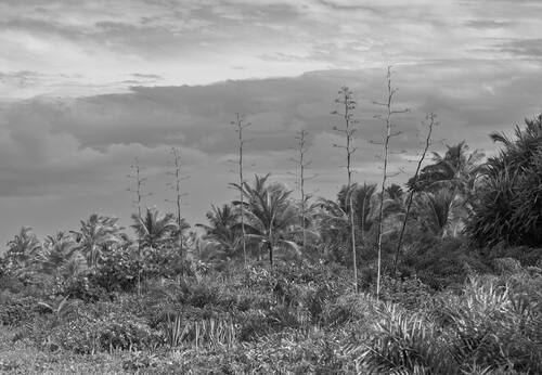 Palms, mangroves and coastline around Trancoso — photograph by Lawrence Leyderman