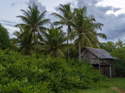 Palms, mangroves and coastline around Trancoso — photograph by Lawrence Leyderman