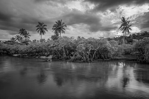 Palms, mangroves and coastline around Trancoso — photograph by Lawrence Leyderman