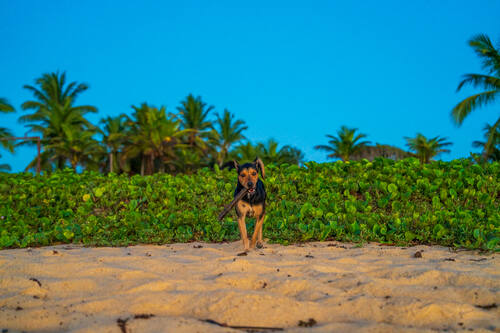Palms, mangroves and coastline around Trancoso — photograph by Lawrence Leyderman