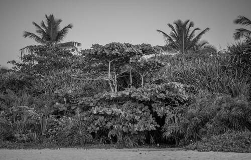 Palms, mangroves and coastline around Trancoso — photograph by Lawrence Leyderman