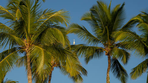 Palms, mangroves and coastline around Trancoso — photograph by Lawrence Leyderman